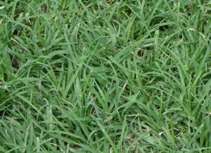 BermudaGrass